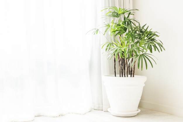 Potted green plants