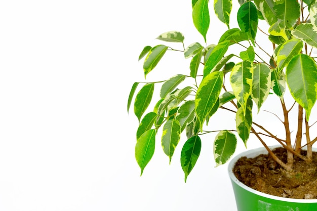 Potted house plant isolated in white background