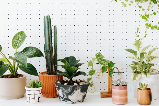 Free photo potted houseplants on the table in white background