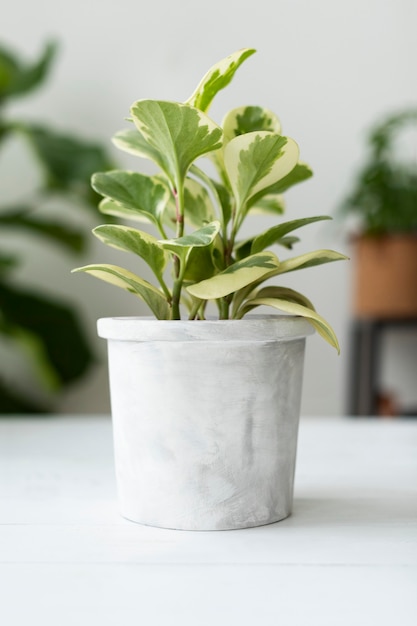 Free photo potted peperomia white plant in the house