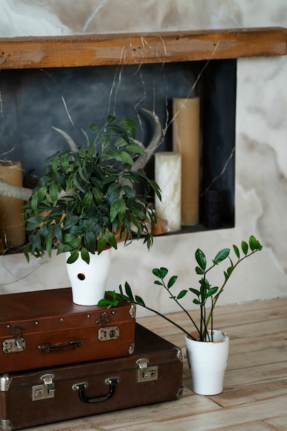 Free photo potted plant in room design with suitcases