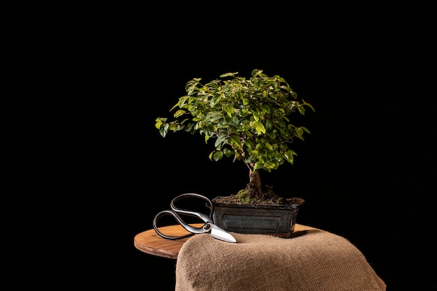 Potted plant and scissors on table arrangement