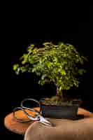 Free photo potted plant and scissors on table assortment