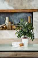 Free photo potted plant with book on coffee table in room