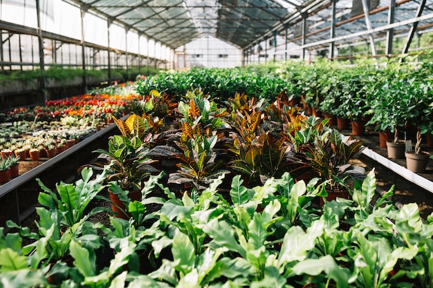 Potted plants growing in greenhouse