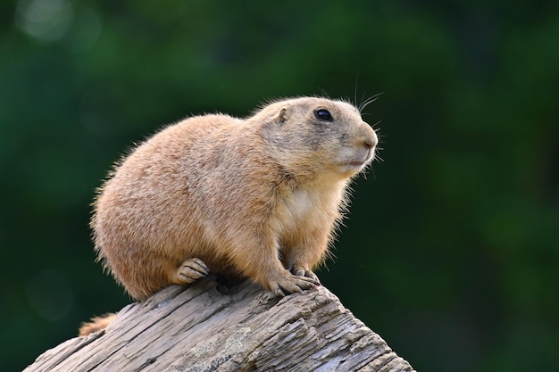 Free photo prairie dog cynomys ludovicianus beautiful cute animal