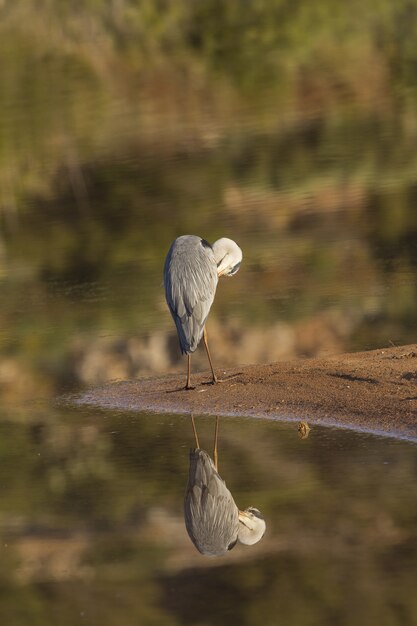 Preening Grey heron Ardea cinerea