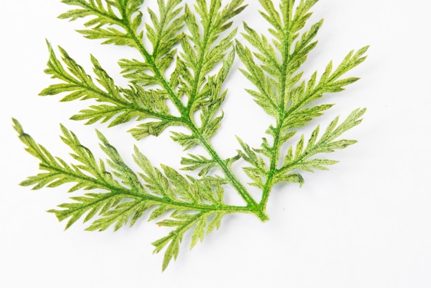 Pressed Green Leaf on White Background