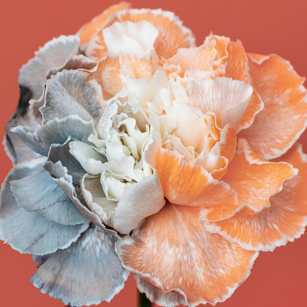 Pretty bloomed flower close-up