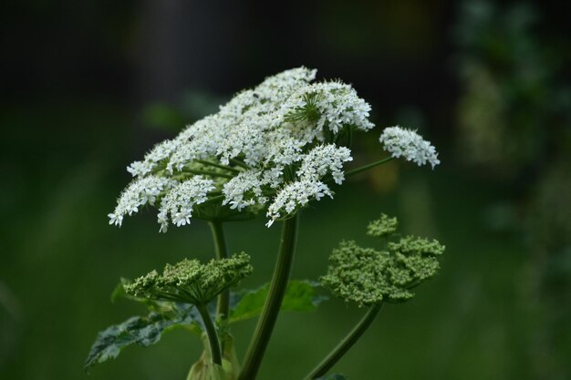 Pretty blooming white Queen Annes Lace flowering in the summer