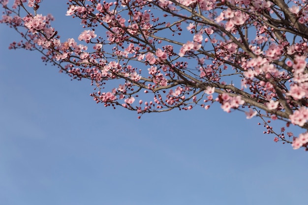 Free photo pretty branches with pink flowers