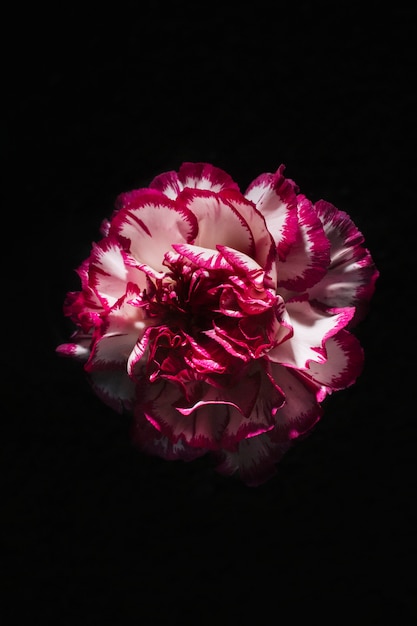 Pretty carnation on black