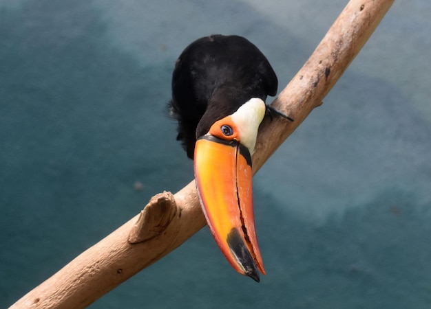 Free photo pretty colorful tropical toucan bird with an orange bill.