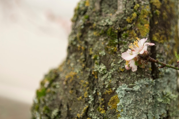 Free photo pretty flower with trunk background