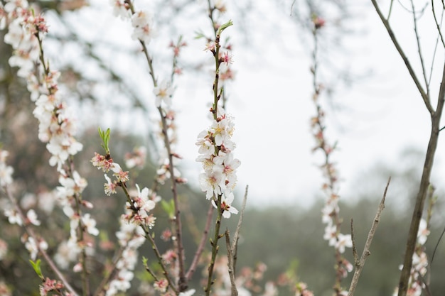 Free Photo pretty flowering twigs with sky background