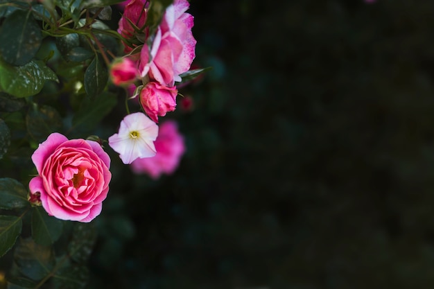 Pretty flowers on abstract background