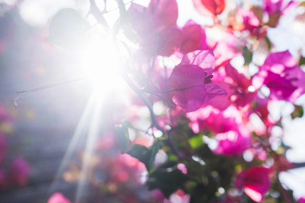 Free photo pretty flowers with sun background