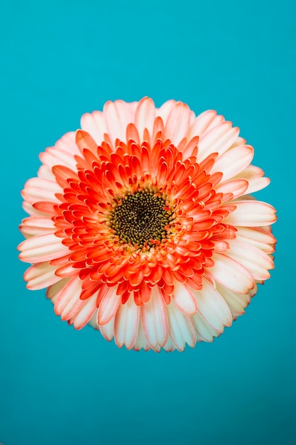 Pretty gerbera on turquoise background