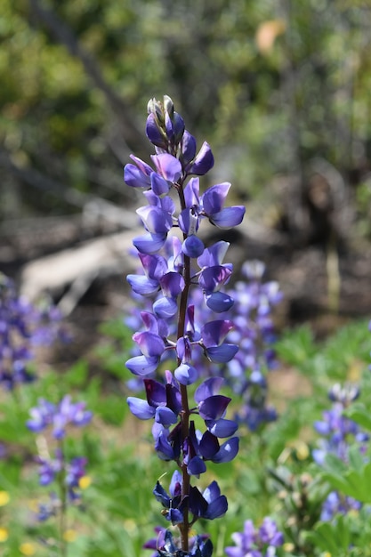 Pretty lavender lupin flower blooming in the summer