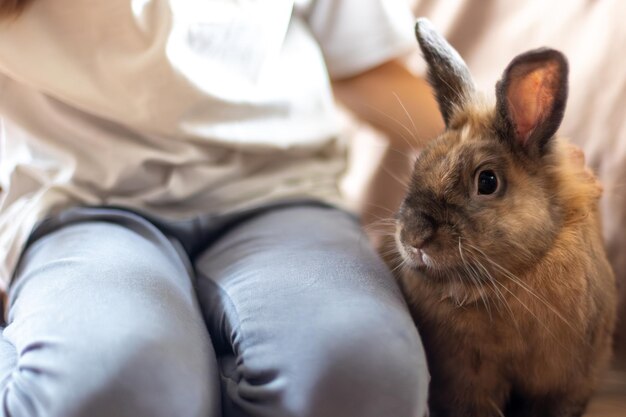 A pretty little girl is playing with a pet rabbit pets concept