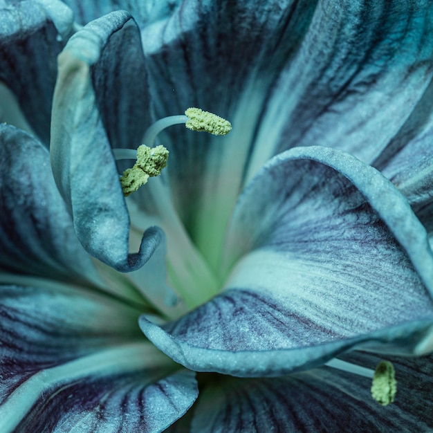 Free Photo pretty macro blue flower