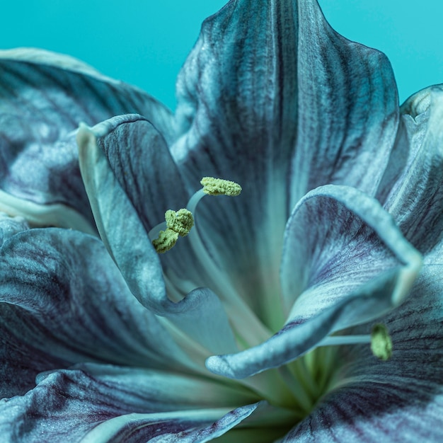 Free Photo pretty macro blue flower