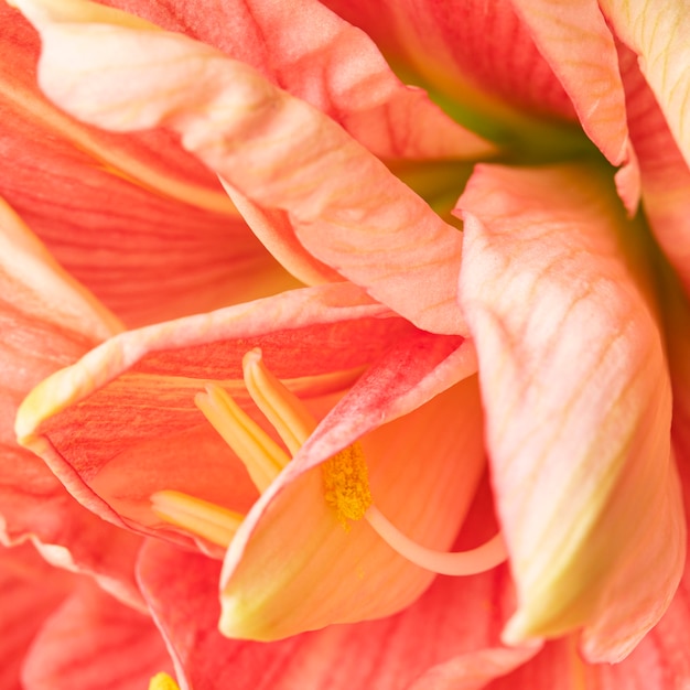 Free photo pretty macro peachy flower