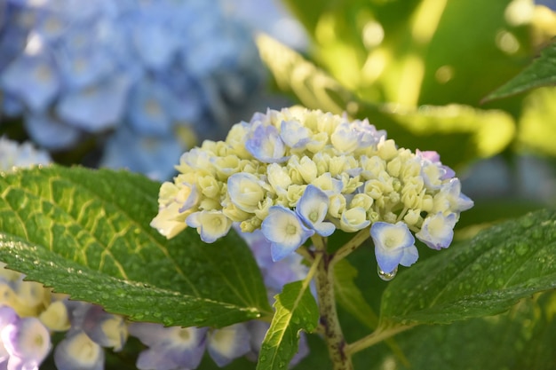 Pretty pastel budding hydrangea bush ready to blossom