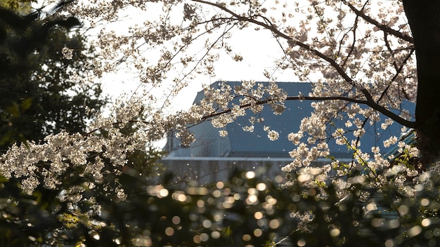 Free Photo pretty peach tree blossom in tokyo in daylight