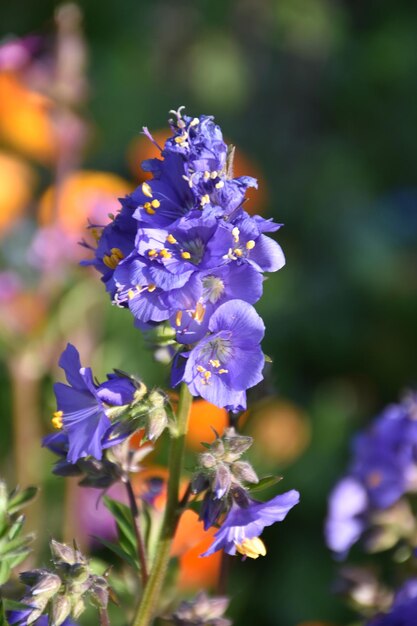 Pretty Purple Delphinium Flowers Blooming in a Garden