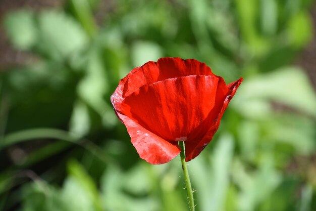 Pretty Red Poppy Flower Blossom Flowering in the Spring