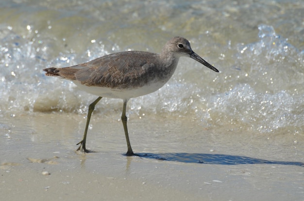 Free photo pretty sandpiper playing in the gentle shore waves on the beach.