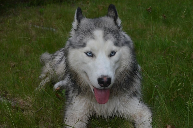 Pretty Siberian Husky Dog with a Pink Tongue