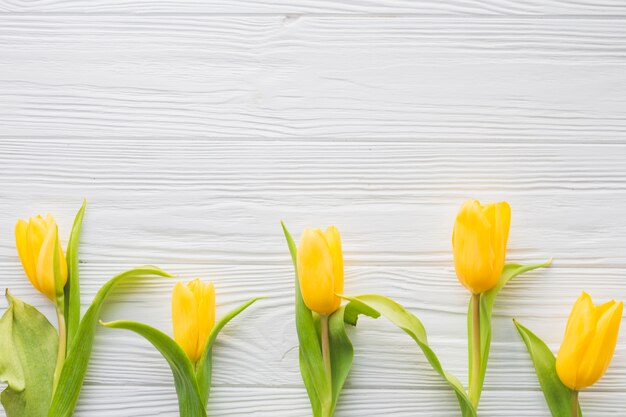 Pretty tulips on white