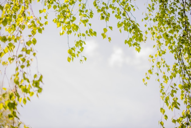 Free photo pretty view of leaves with sky background