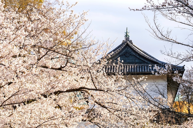 Pretty white peach tree blossom