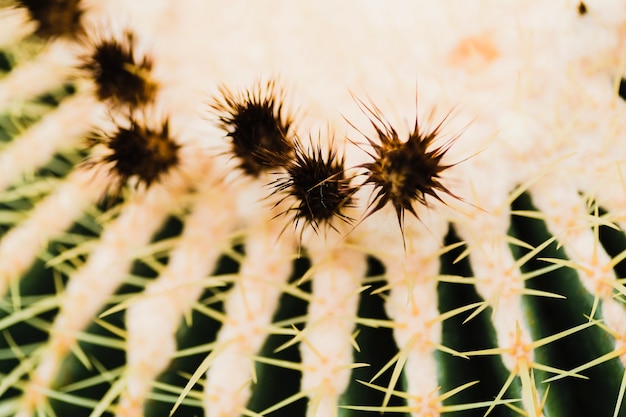 Free photo prickles and thorns on cactus