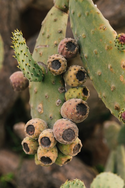 Prickly pear cactus with fruit