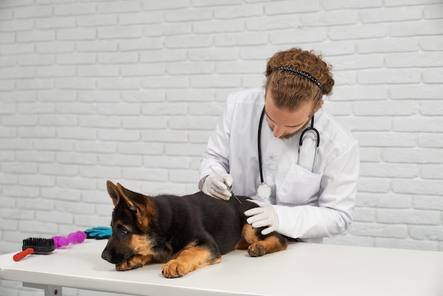 Free photo process of making injection alsatian in vet clinic