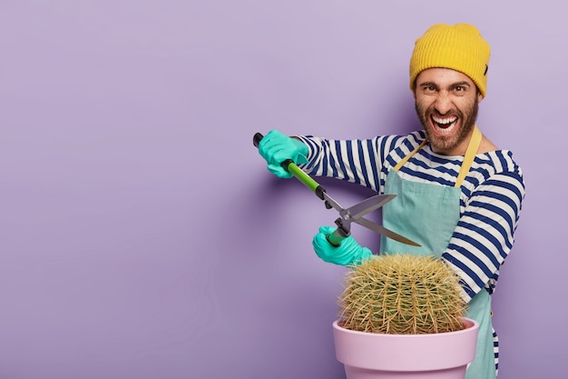 Professional male gardener holds secateurs, trims prickly cactus in pot, wears casual clothes, works at home, stands against purple wall