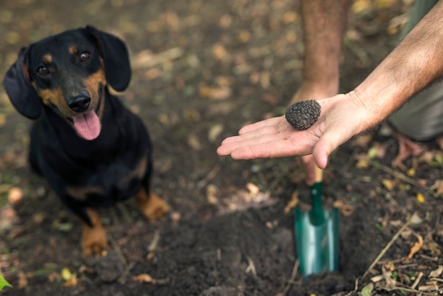 Free Photo professional mushrooms hunter and his trained dog found truffle mushroom in the forest