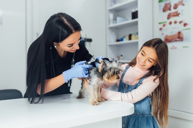 professional veterinarian check a dog breed Yorkshire terrier using otoscope in pet hospital