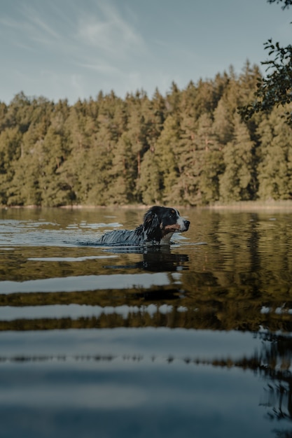 Free Photo profile shot of a cute bernese mountain dog swimming in the lake