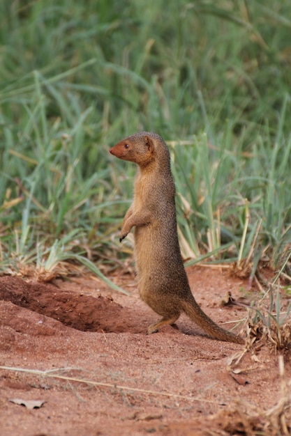 Free Photo profile shot of a cute mongoose in the tarangire national park, tanzania