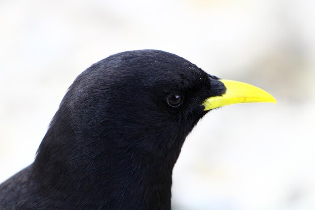 Profile shot of a yellowbilled chough in the blurred background