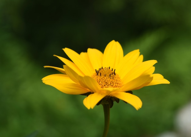 Free photo profile of a yellow false sunflower blooming in a garden