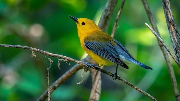 Free Photo prothonotary warbler  (protonotaria citrea