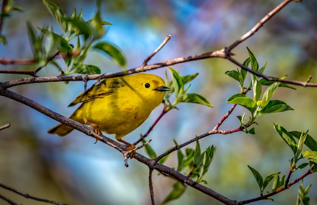 Prothonotary Warbler  (Protonotaria citrea