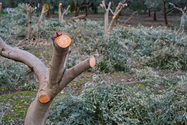 Pruning of olive trees focus on pruned olive trunk caring for orchard and plantation fruit trees increasing yields seasonal work