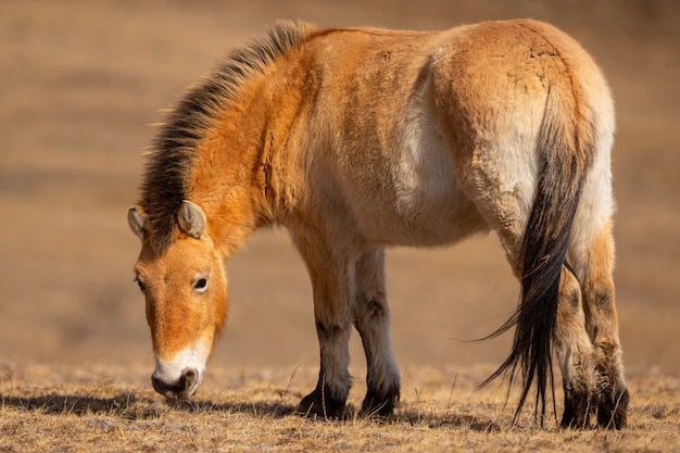 Free photo przewalskis horse portrait in the magical soft light during winter time in mongolia